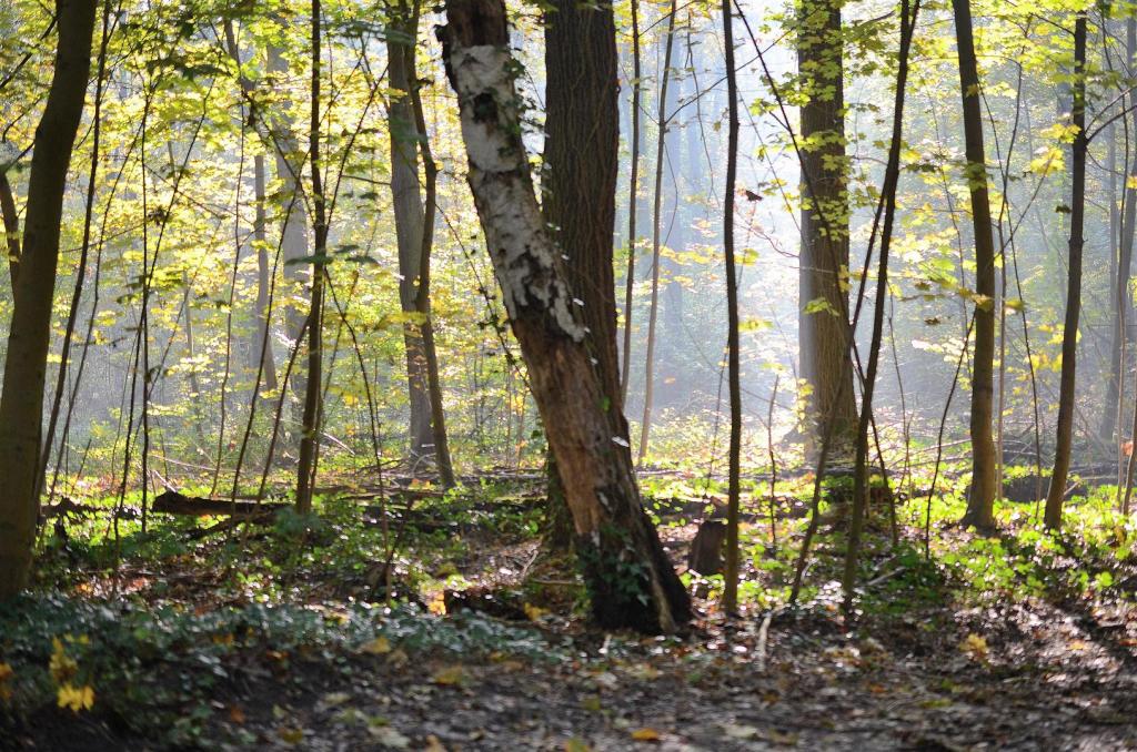 Im Wald 3