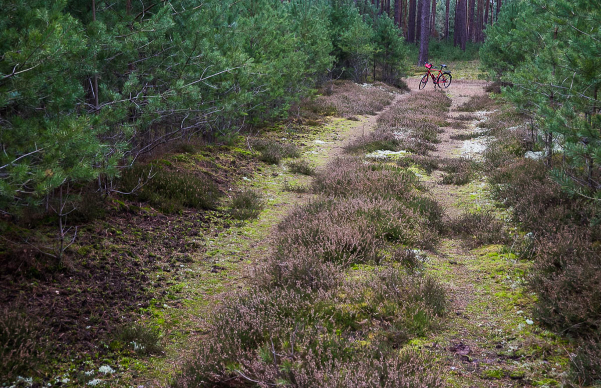 Im Wald unterwegs (1 von 1).jpg