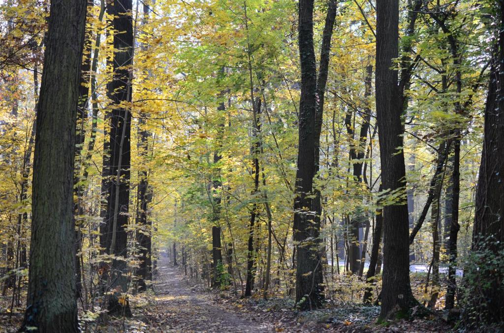 Im Wald