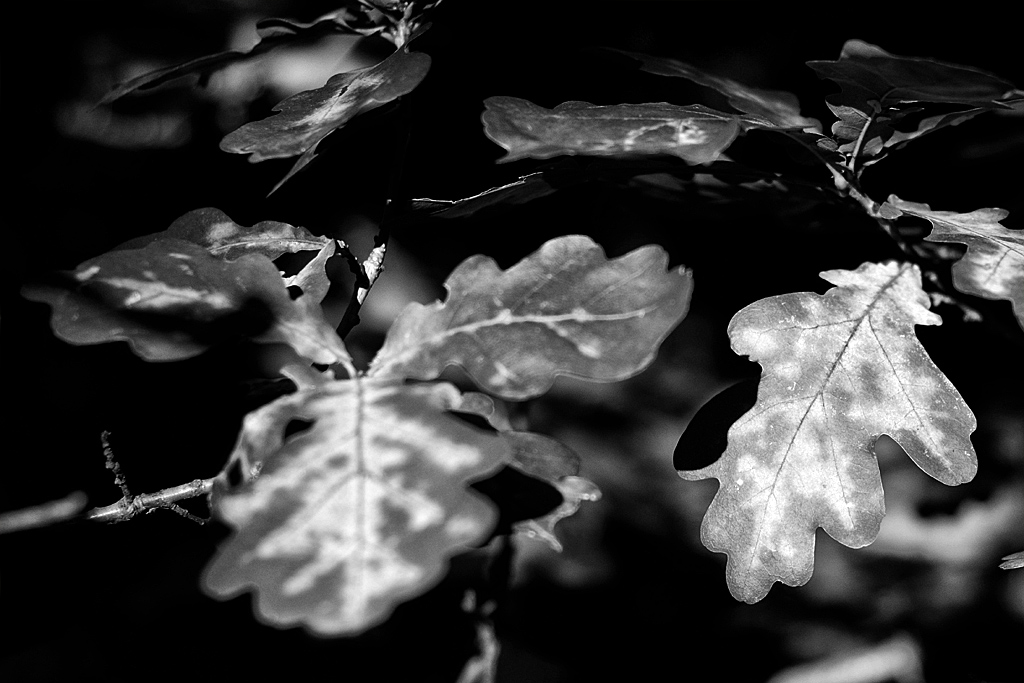 Im Wald :-)