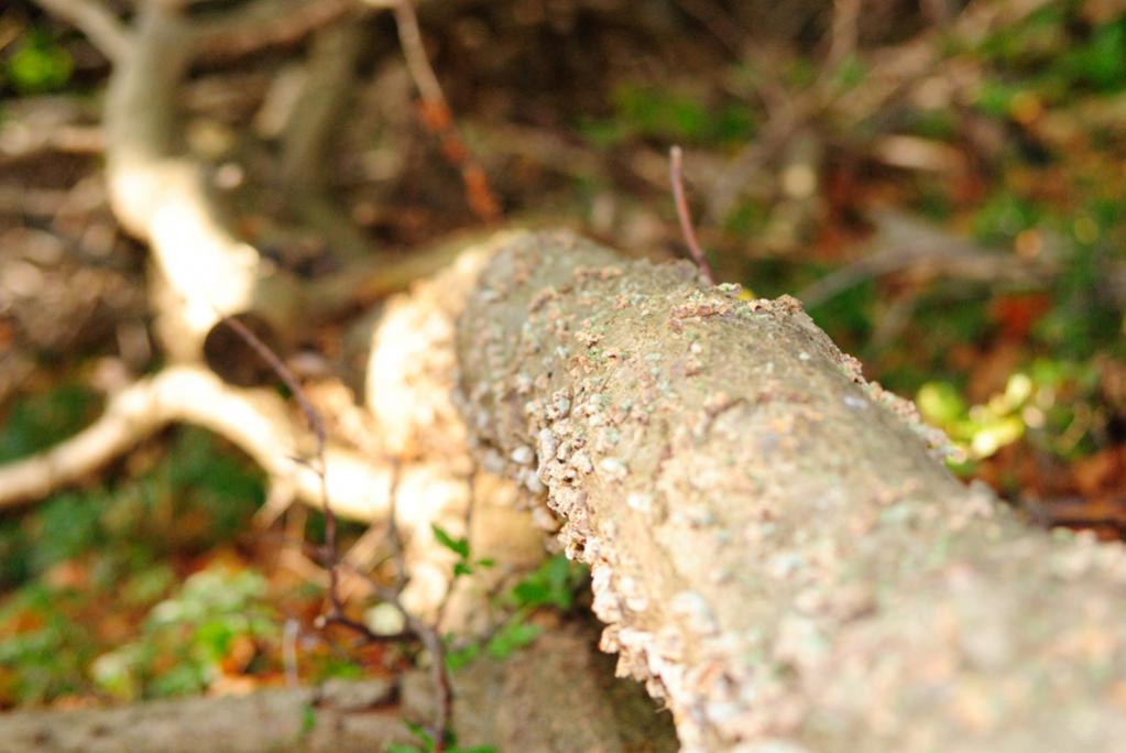 Im Wald
