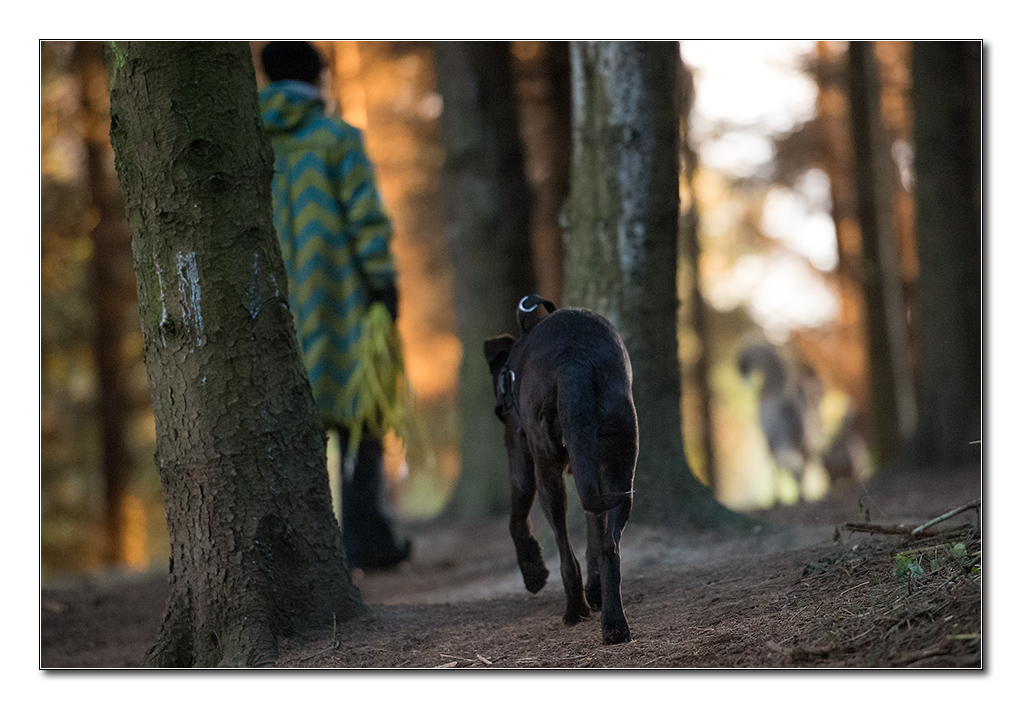 im wald
