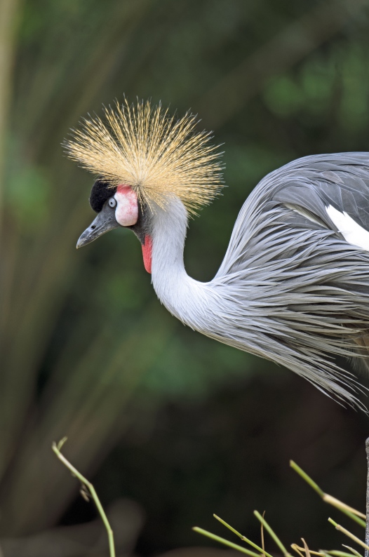 Im Zoo mit dem AF-S 80-400