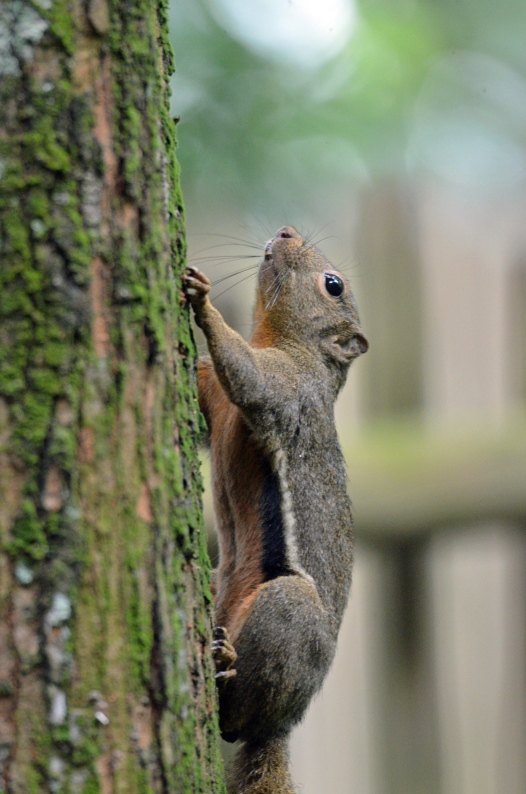 Im Zoo mit dem AF-S 80-400