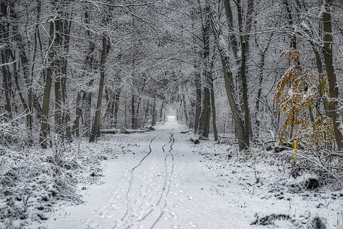 im_wald_01_12_2020.jpg