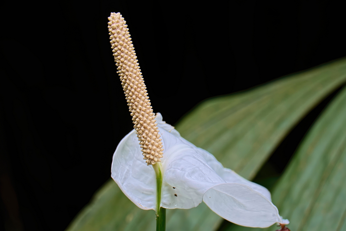 Image00007k