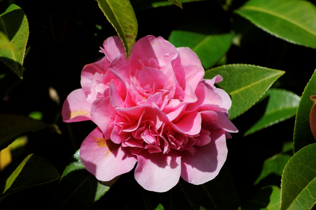 image042