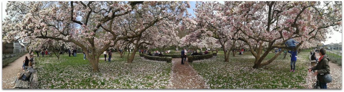 IMG 20180415 125315
Huawei P10 Panorama