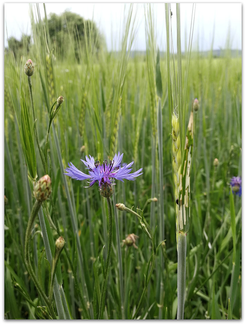IMG 20180527 171918
Huawei P10