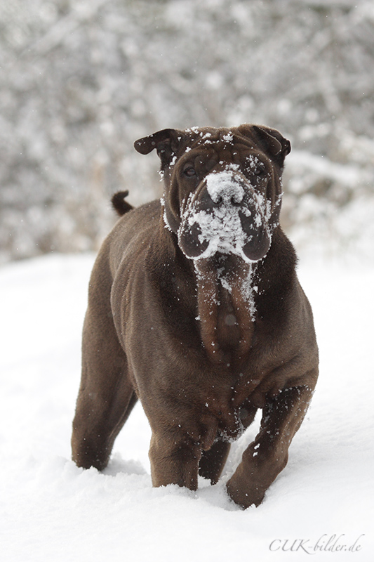 IMG 2855 k cukbilder KOseelenhund
