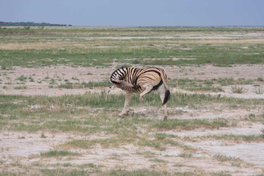 IMG 3083