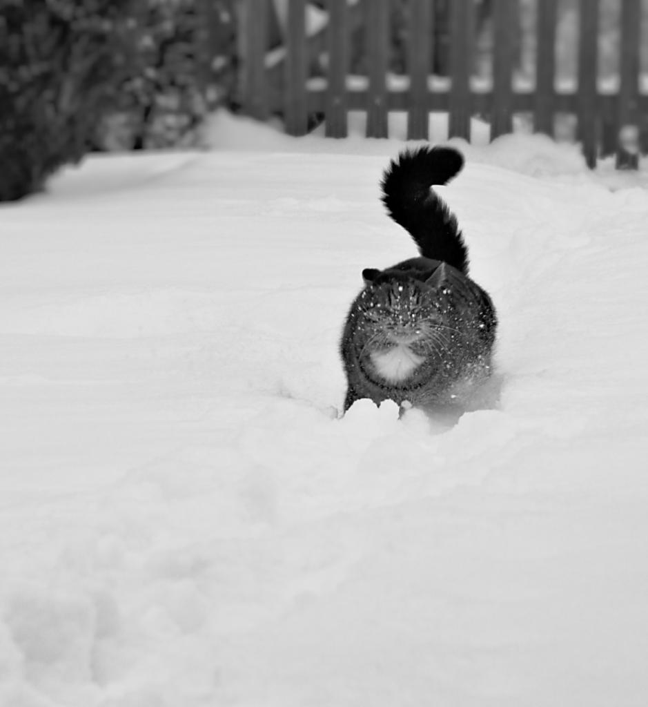 IMG 4490 10lzn