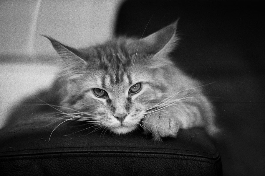 IMG009BW 900