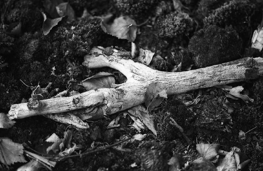 img070 fossiles Holz, fast zoologische Strukturen