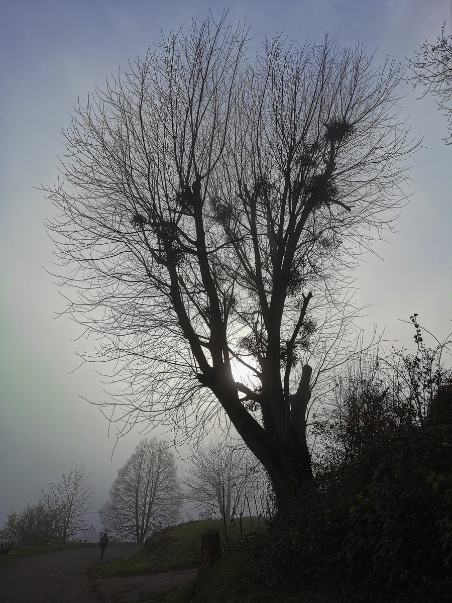IMG_20201126_144400.jpg