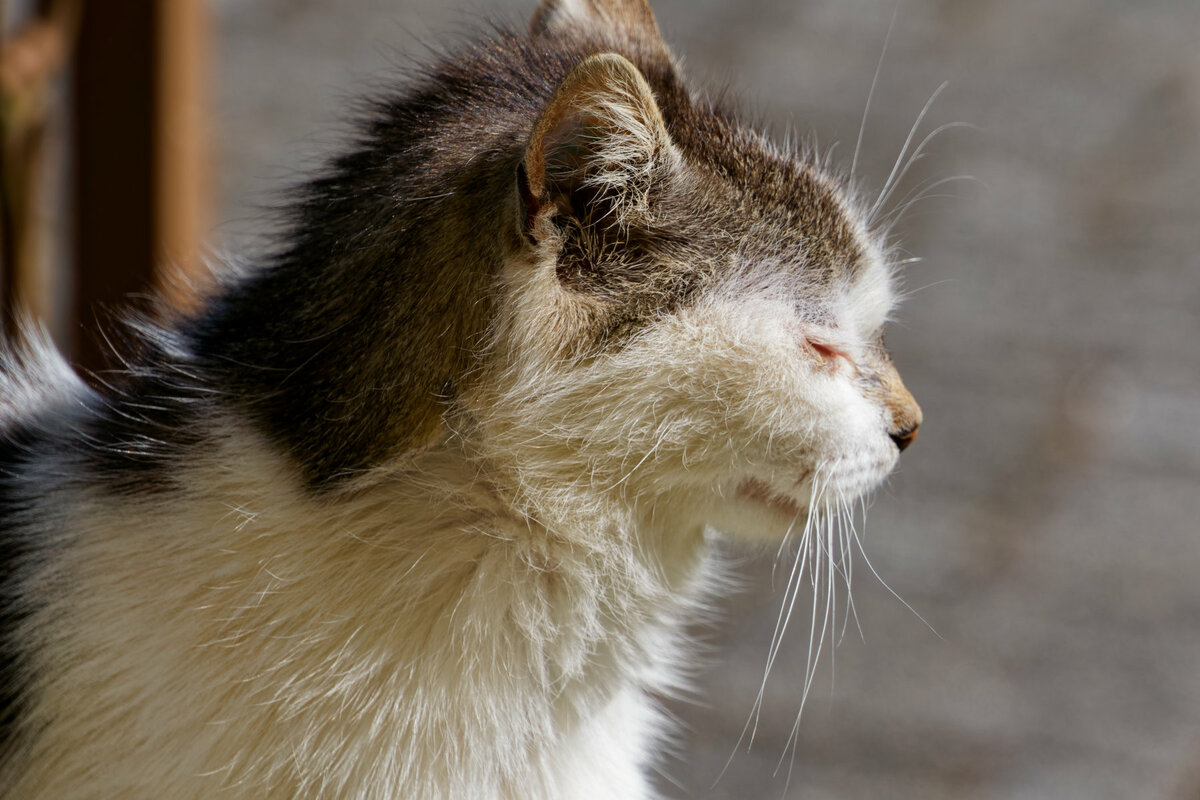 immigrierter Kater