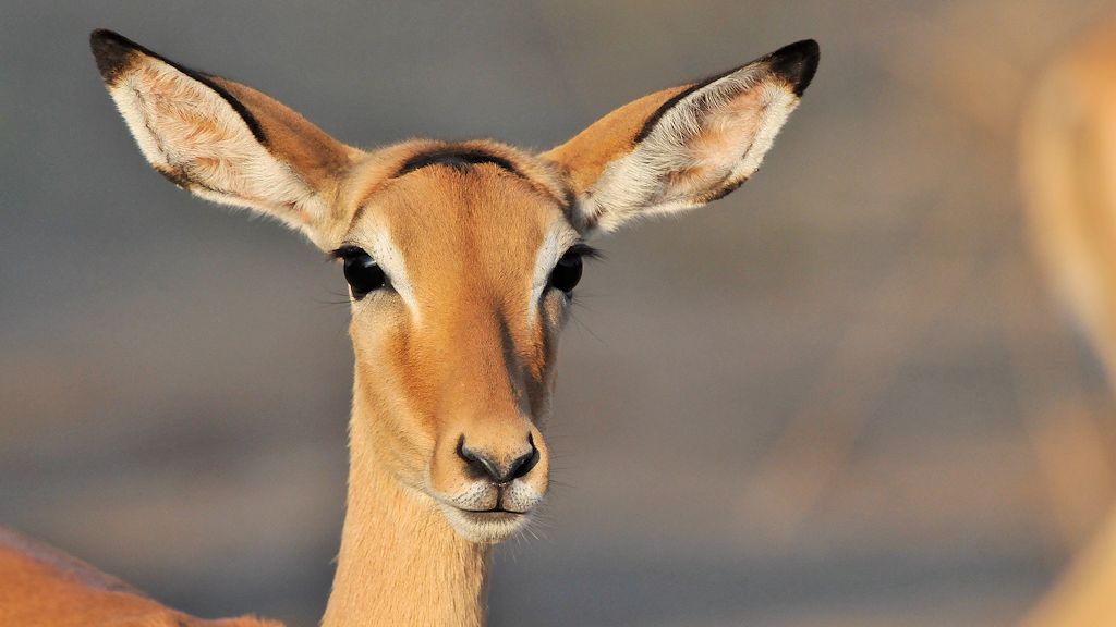 Impala
9713