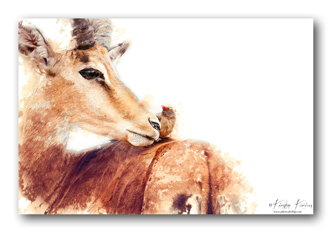 Impala&amp;Madenhacker Rahmen