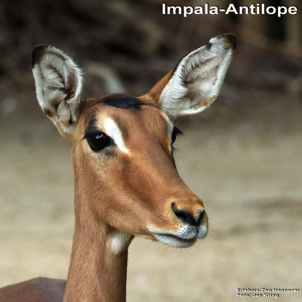Impala Antilope