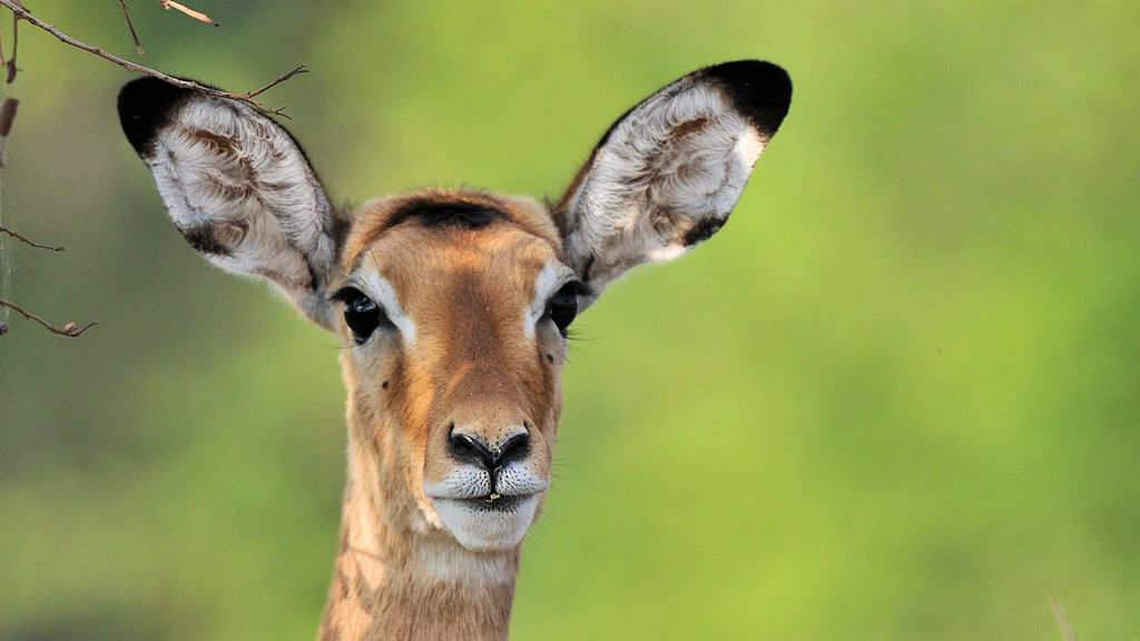 Impala in der Serengeti Seronera
4152