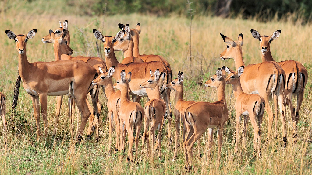 Impalas am Grumeti River
1542