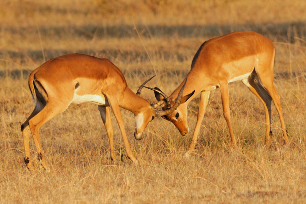 Impalas