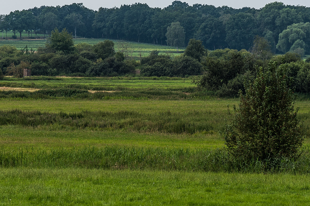 In den Seewiesen (1 von 1).JPG