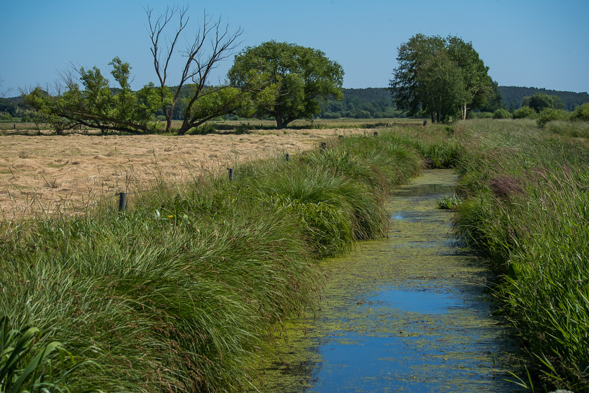 In den Seewiesen (1 von 1).JPG