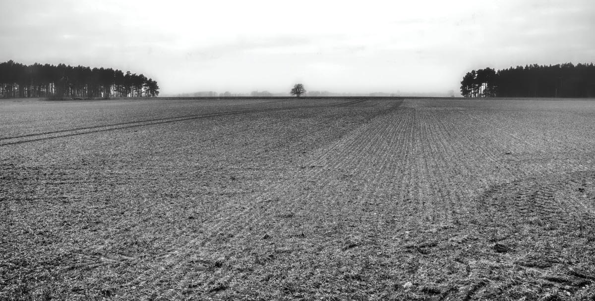 In der Feldmark BW.jpg