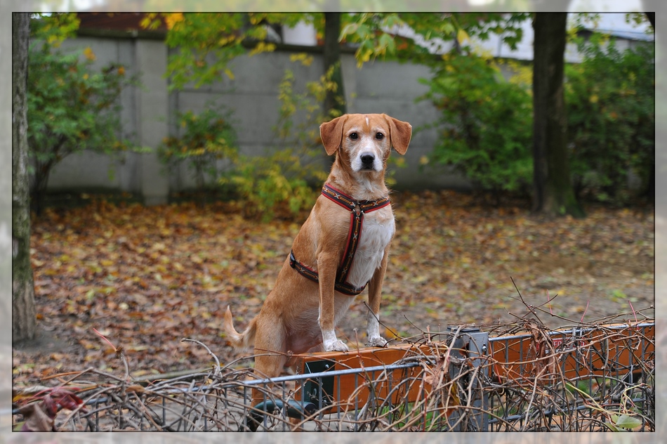 In der Hundezone