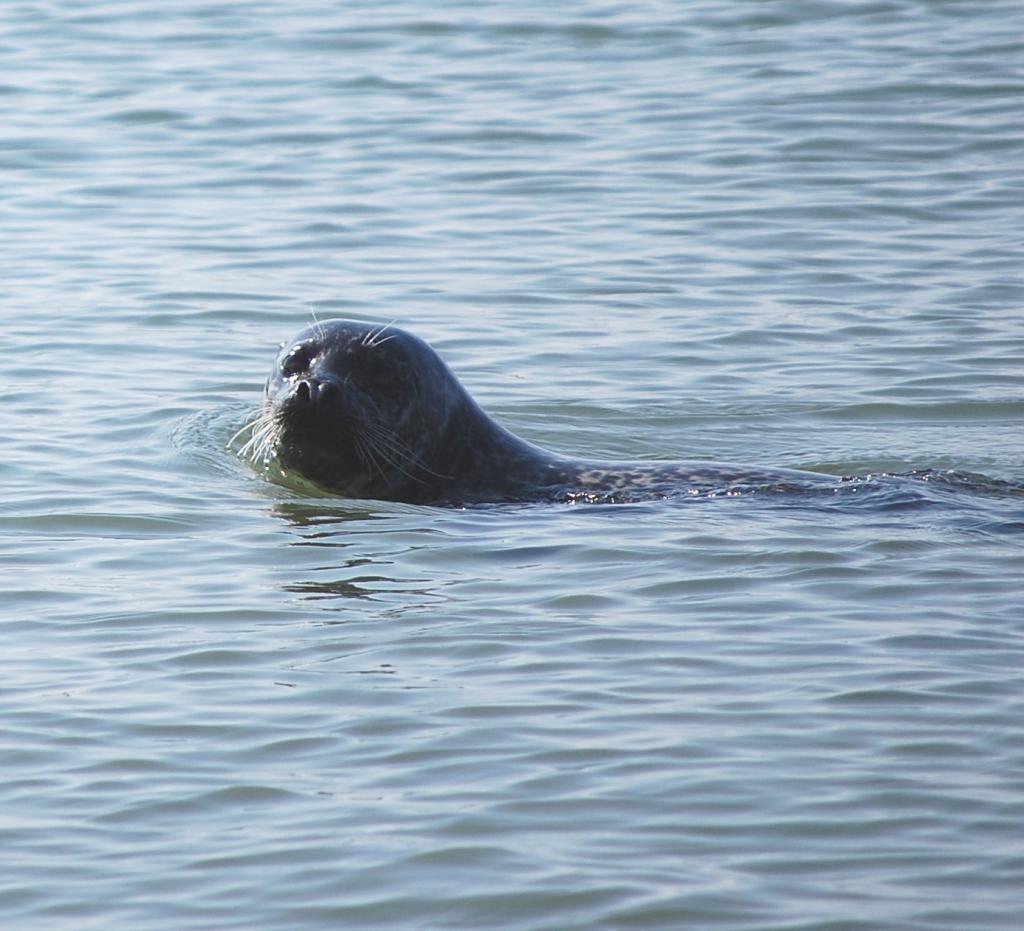 In der Ostsee gibt es auch Robben