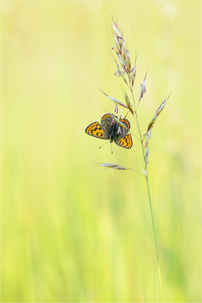 In der Wiese