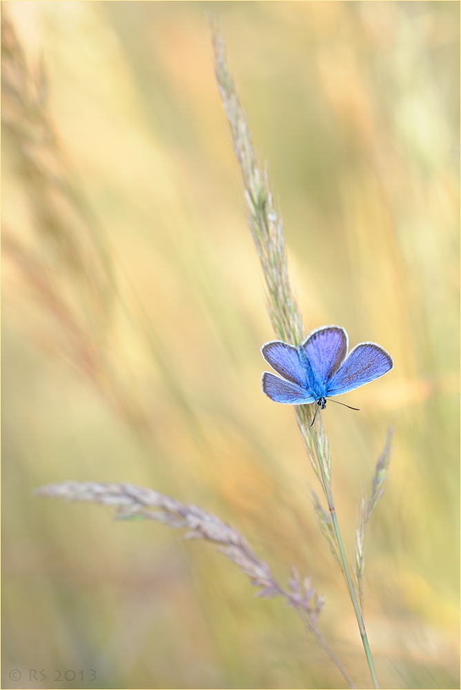 In der Wiese