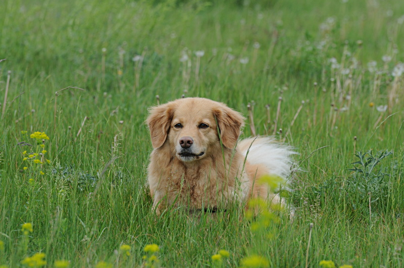 In der Wiese