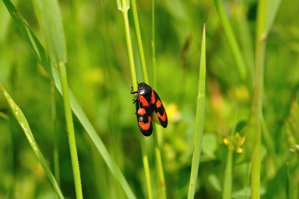 In der Wiese