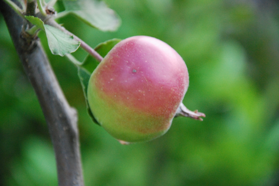 In einem kleinen Apfel...