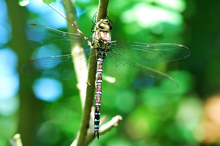 In meinem Garten