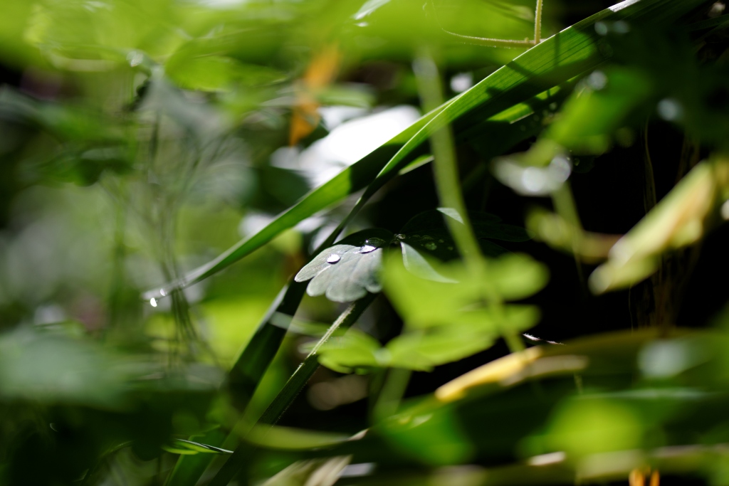 in my garden 09