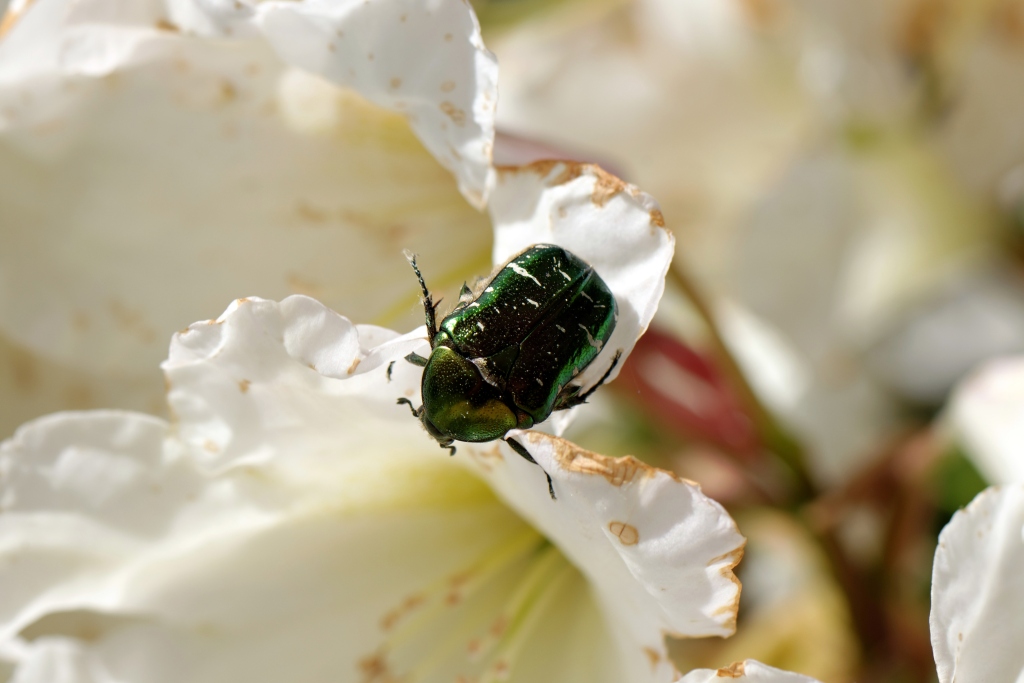 in my garden 11