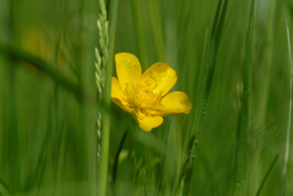 in my garden 13