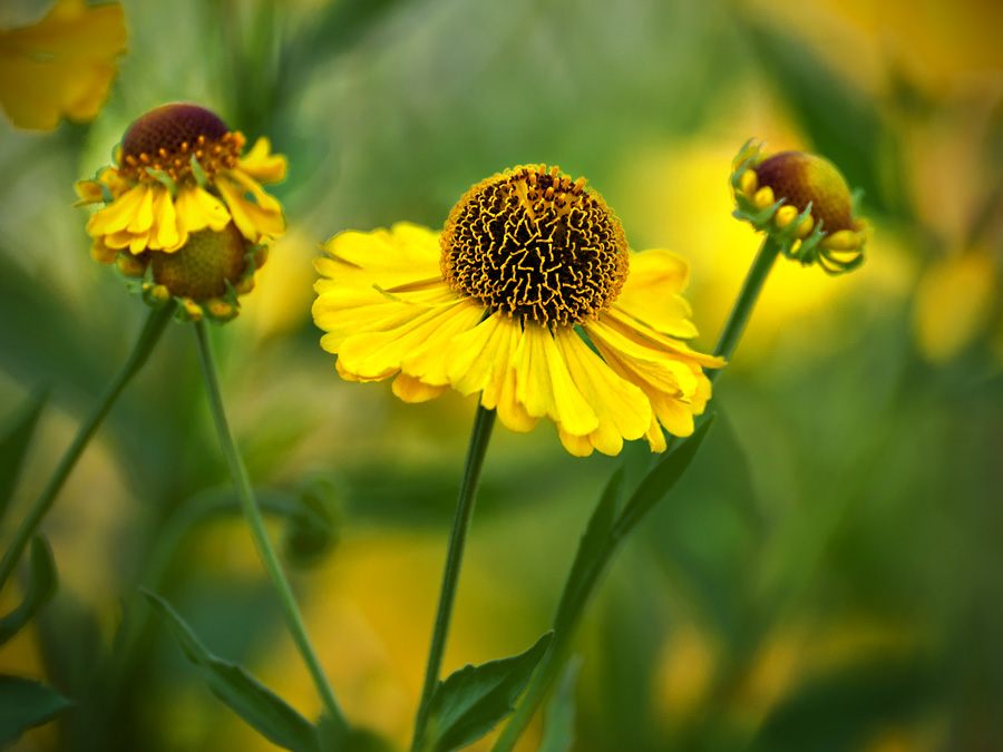 In Nachbars Garten
