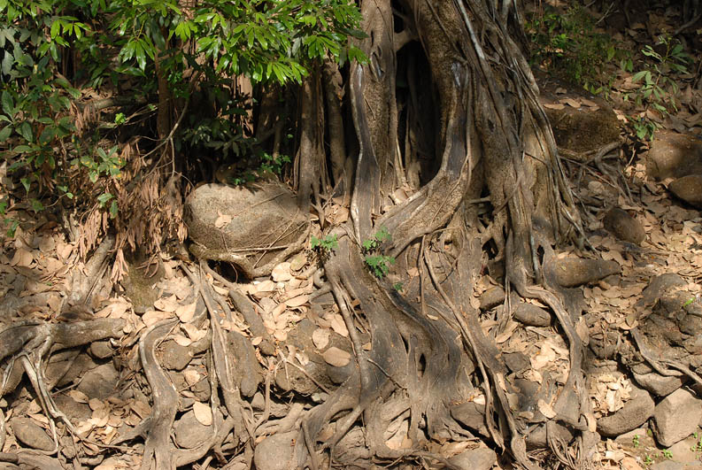In the jungle (Goa)