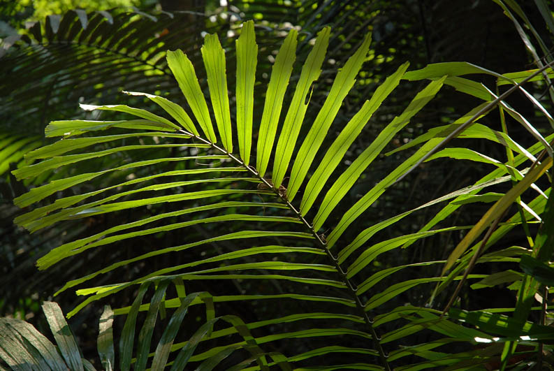 In the jungle (Goa)