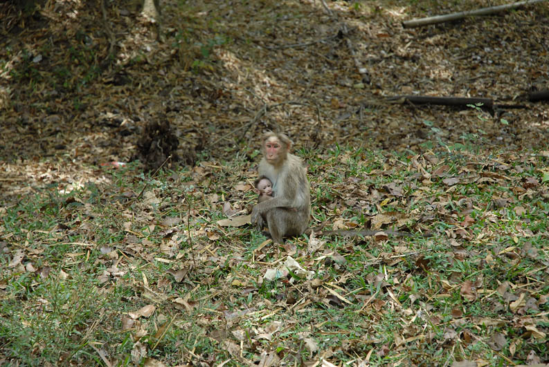 In the Jungle of Karnataka