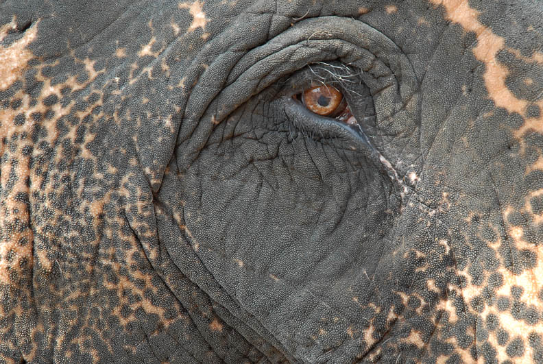 Indian Elephants are the bigest of the world