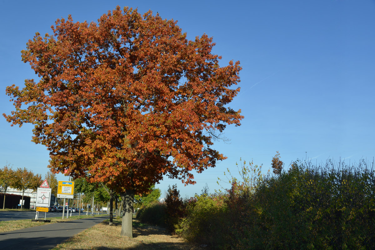 indian summer 1200