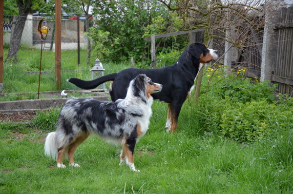 indy börni web