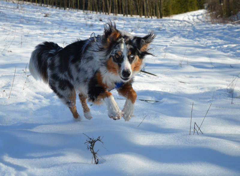 indy schnee web