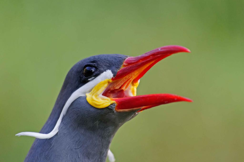Inkaseeschwalbe