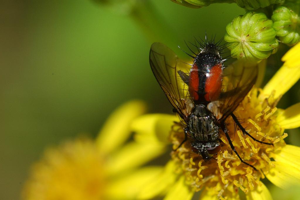 insekten 03